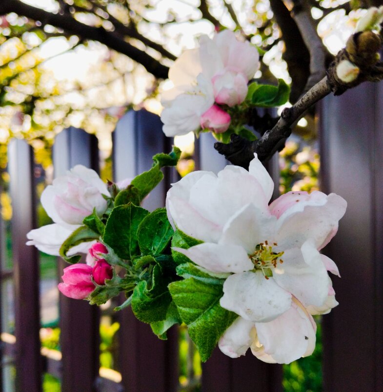 Веснаааа... - Галина Бобкина