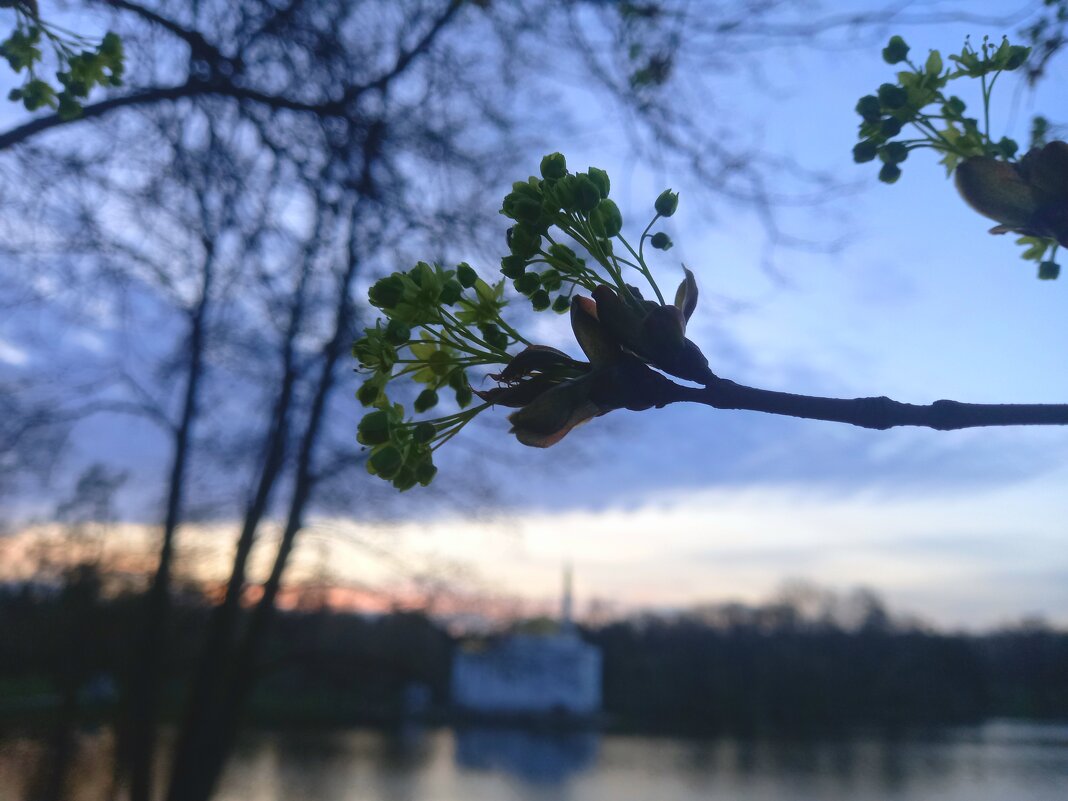 Клён - Сапсан 