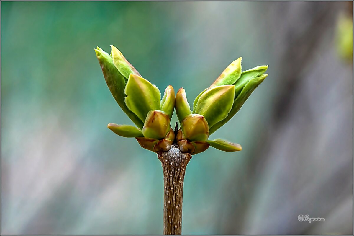 Весеннее пробуждение... - Aquarius - Сергей Весеннее пробуждение... - Aquarius - Сергей