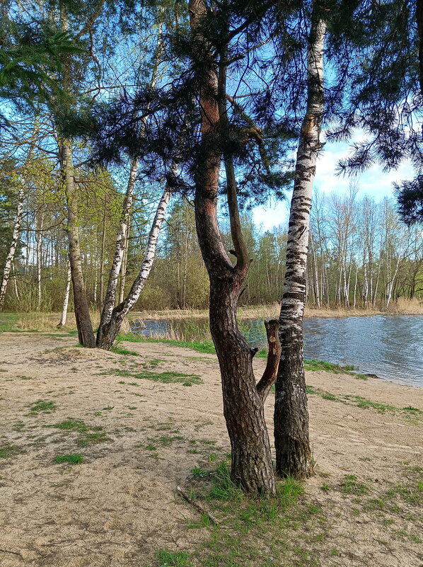 Ракурсы весны - Леонид Иванчук