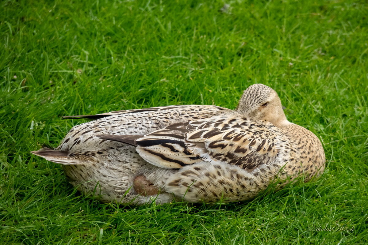 Поспать надо... - Николай Гирш