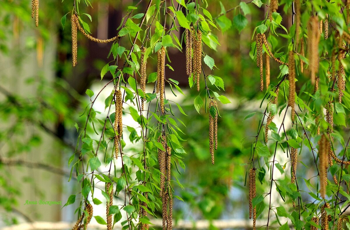 Берёзовые бруньки. - Восковых Анна Васильевна 