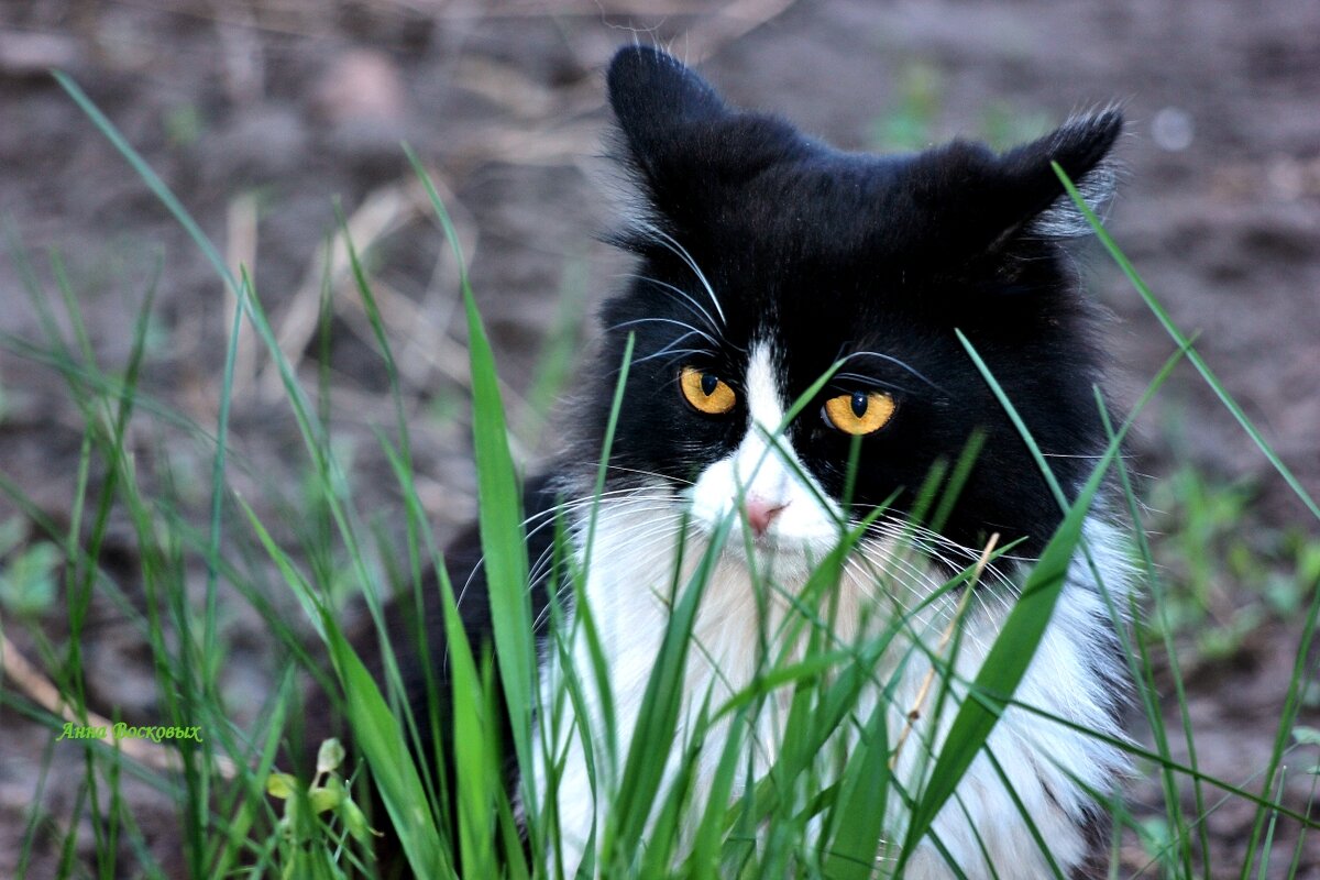 Зая возмущён до глубины души! На его территории чужак! - Восковых Анна Васильевна 