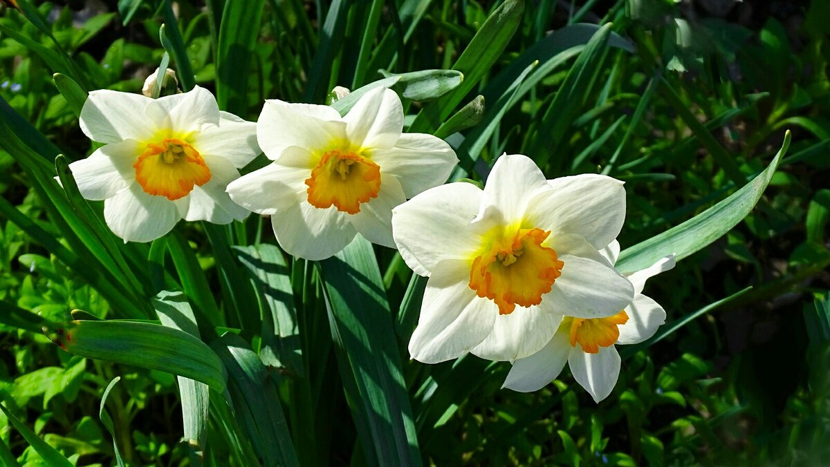 Городские цветы - Милешкин Владимир Алексеевич Городские цветы - Милешкин Владимир Алексеевич