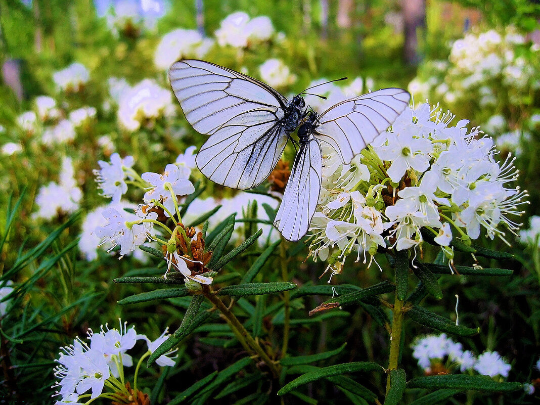 Июнь...Бабочка-боярышница на цветке багульника! - Владимир 