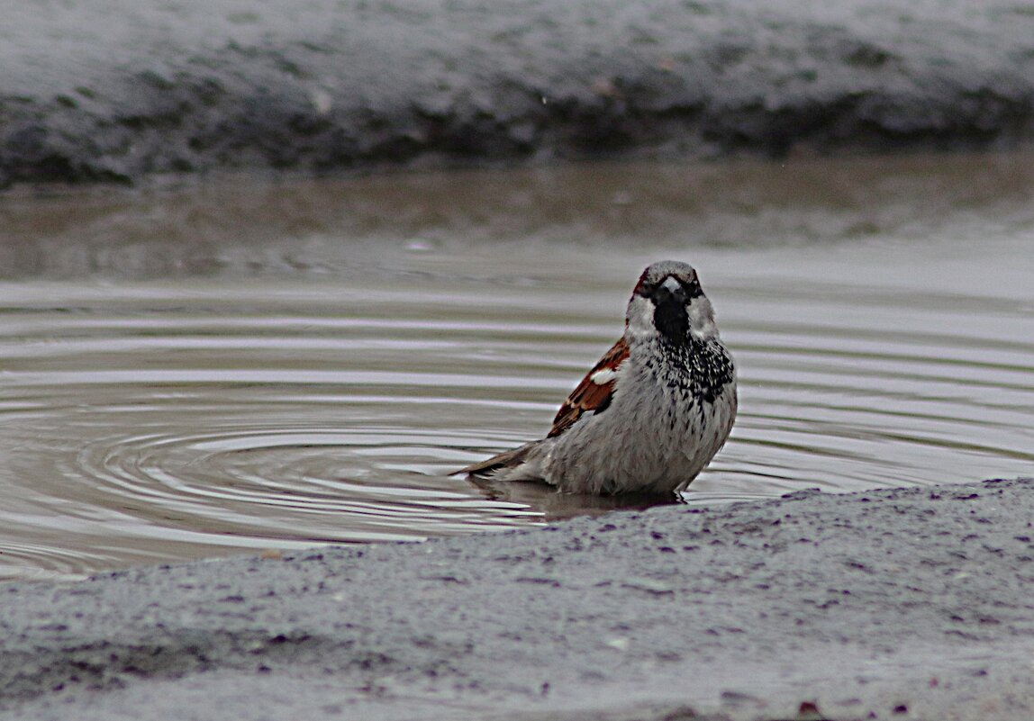 Мне лужа по колено! - Любовь Сахарова