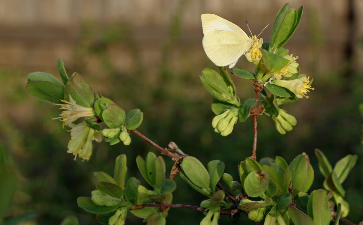 Цветет жимолость. - сергей ермошкин Цветет жимолость. - сергей ермошкин