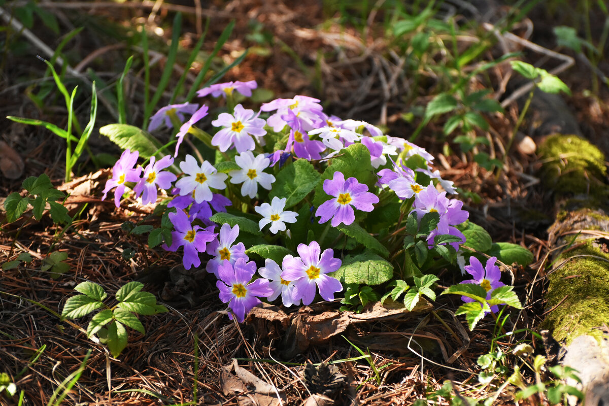 Москва. Ботанический сад МГУ. - Наташа ***** Москва. Ботанический сад МГУ. - Наташа *****