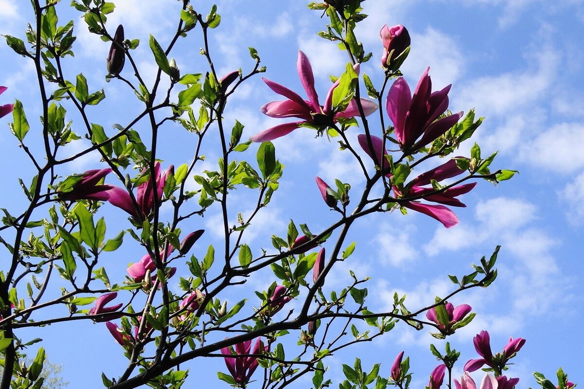 Цветет Магнолия - Рита Симонова Цветет Магнолия - Рита Симонова