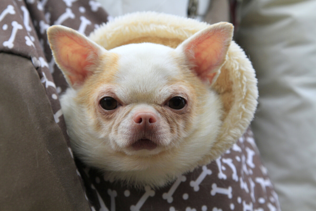 Осторожно, злая собака! - Геннадий Валеев