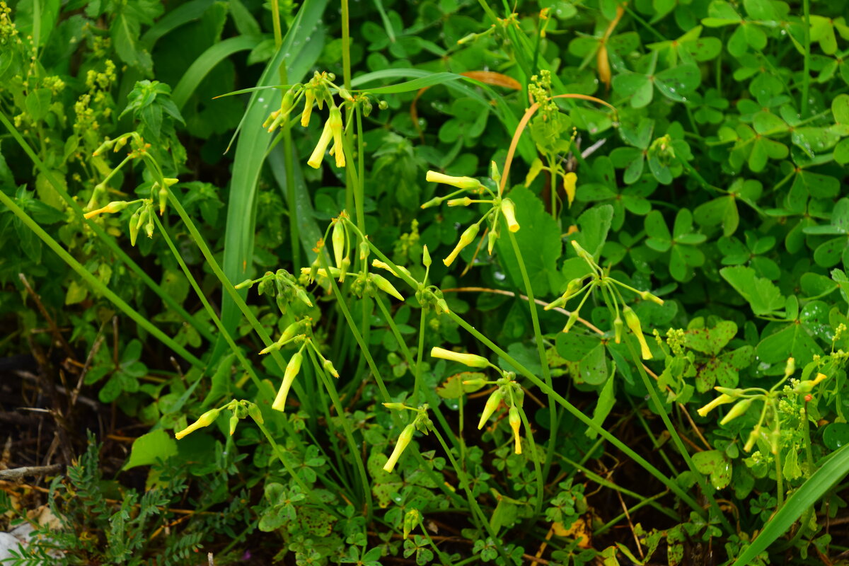 Oxalis pes-caprae - Oleg4618 Шутченко