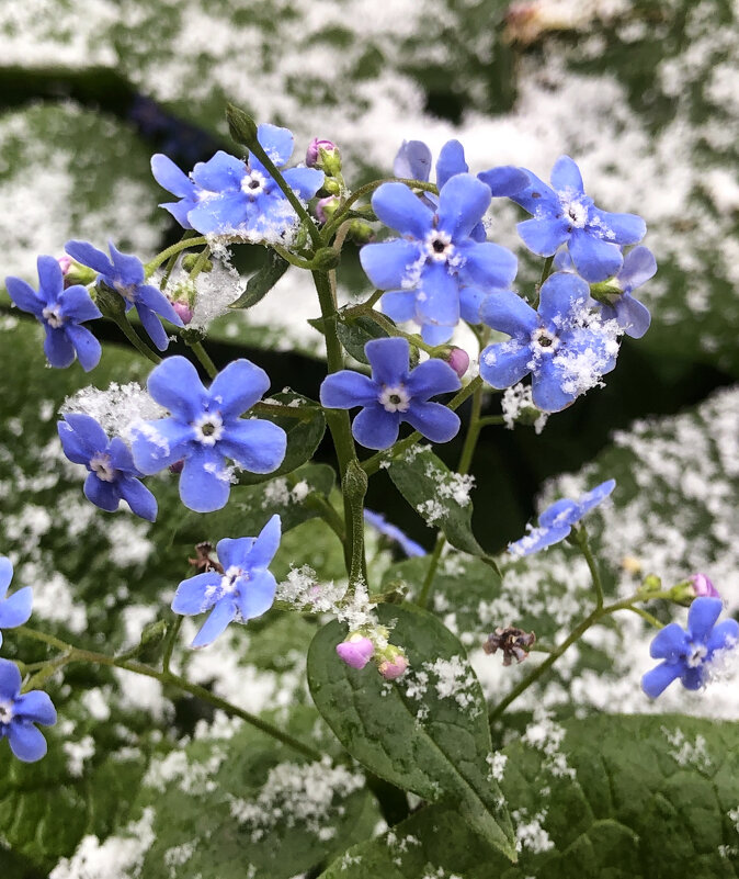 Дыхание Снежной Королевы - Александр Ковальчук