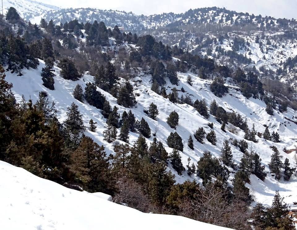 ЗИМНЯЯ ПРОГУЛКА. - Виктор Осипчук