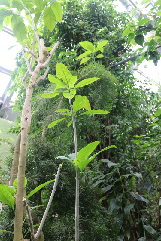 В оранжерее - Ольга В оранжерее - Ольга