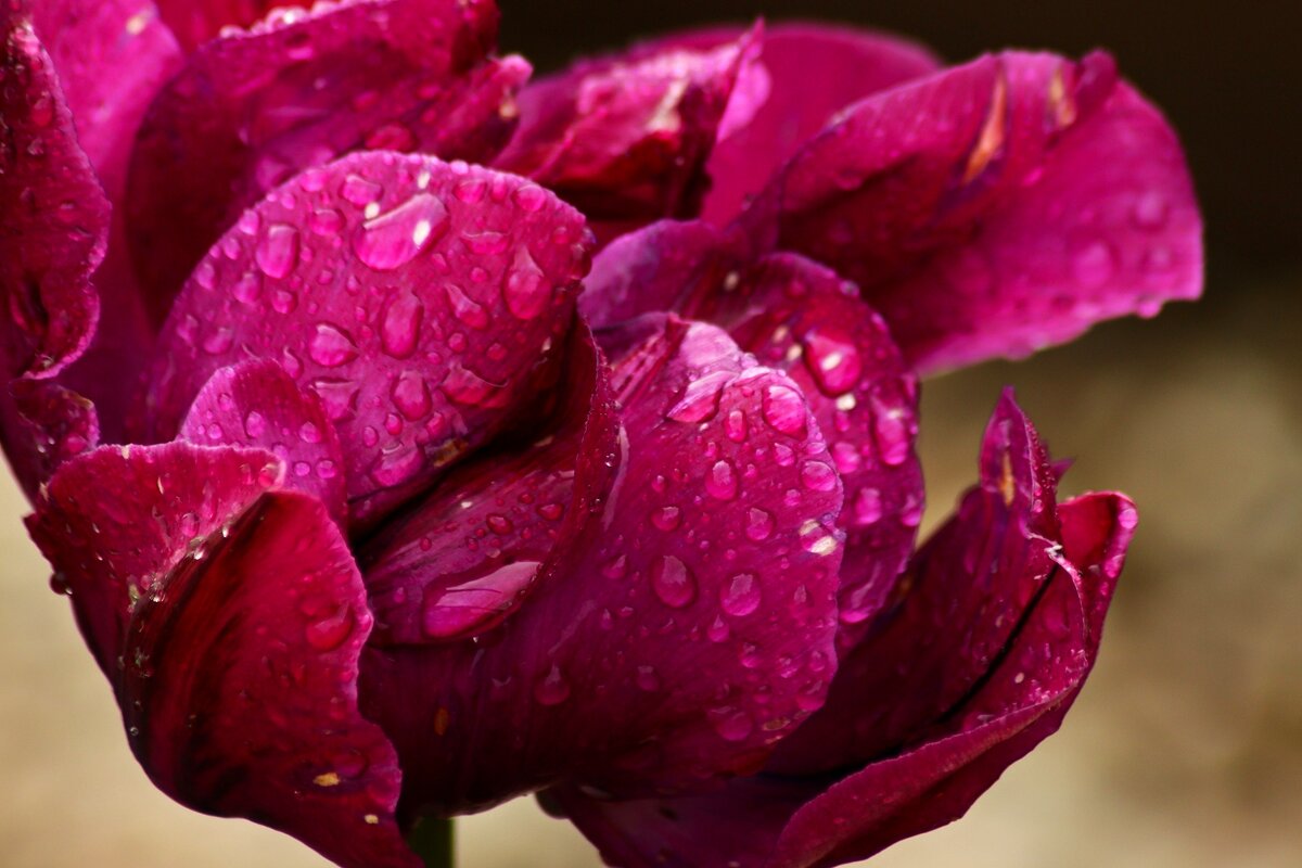 Утро тюльпана - Юрий. Шмаков