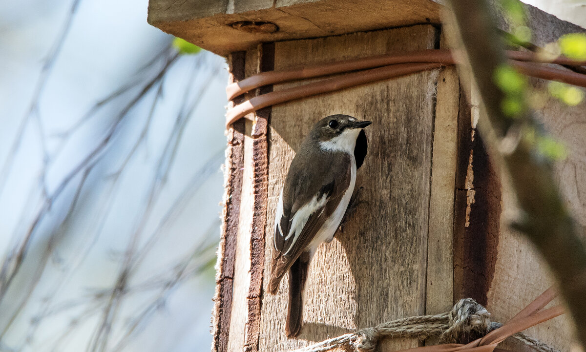 *** - Владимир Безбородов *** - Владимир Безбородов
