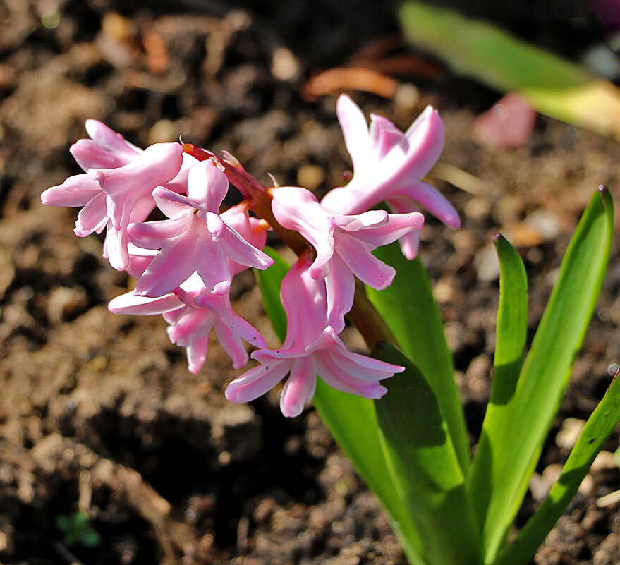 Розовая прелесть - Светлана 