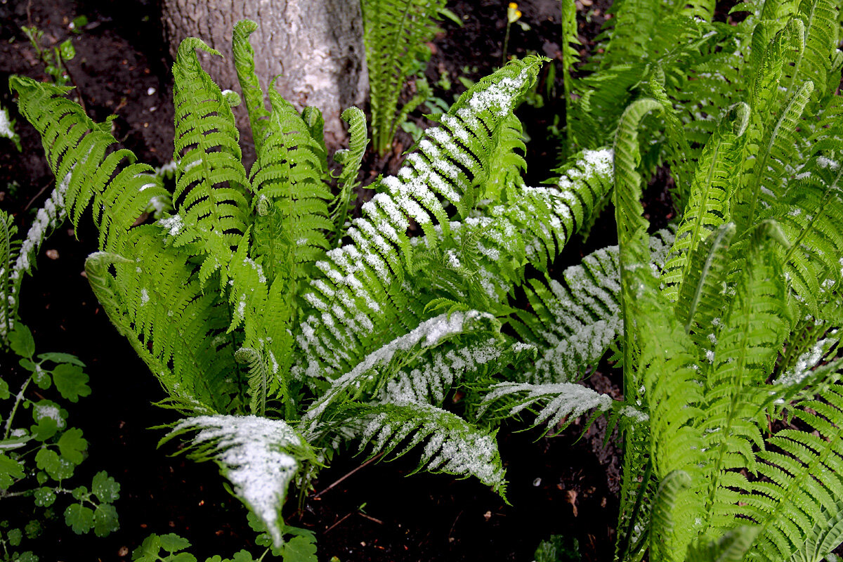 Зима в апреле. Самара. 28.04.25 - MILAV V