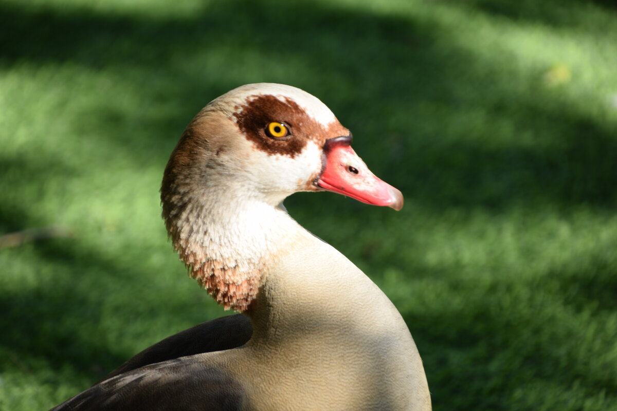 Нильский гусь - Oleg4618 Шутченко