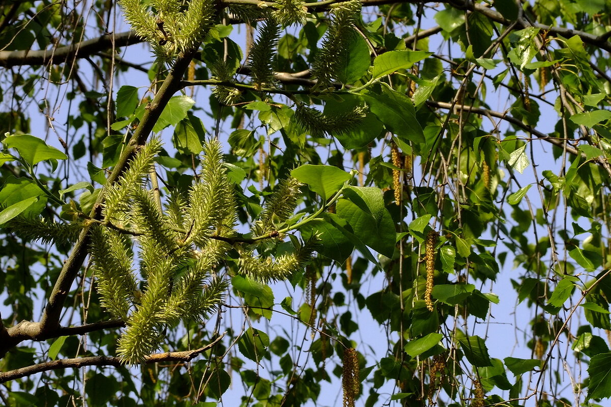 Верба и берёза - Фёдор Меркурьев