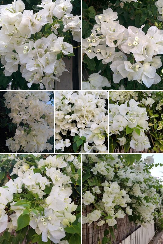 Белая бугенвиллия . - Светлана Хращевская