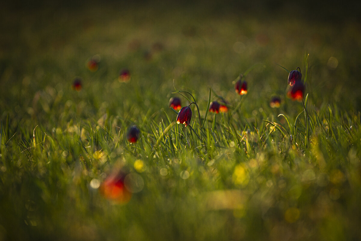 Рябчики. - Георгий 