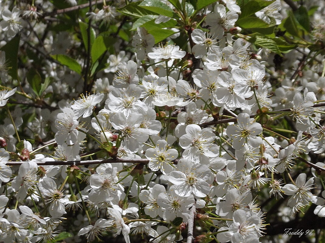 И ветви вновь  в наряде снежном, и снова кругом голова… - Freddy 97