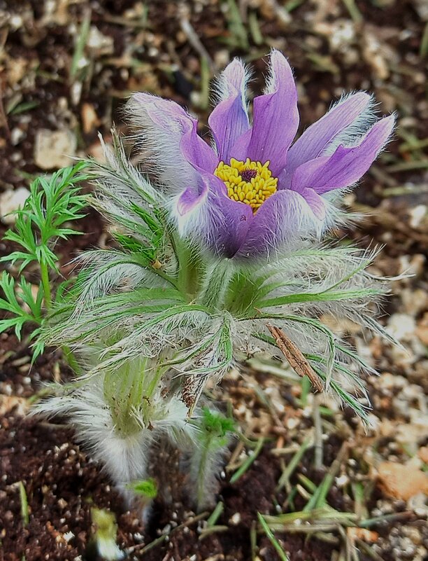 Сон-трава в моём саду! - veilins veilins