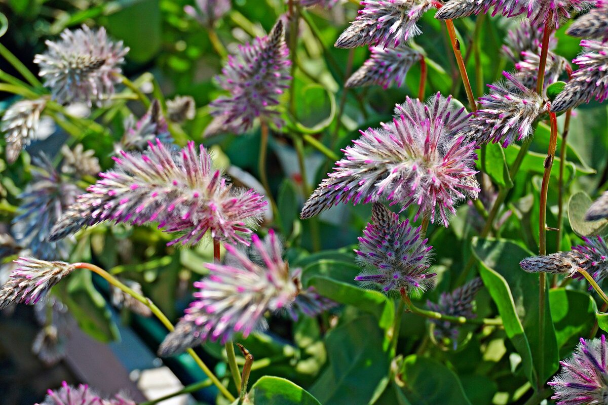 птилотус - Александр Корчемный птилотус - Александр Корчемный