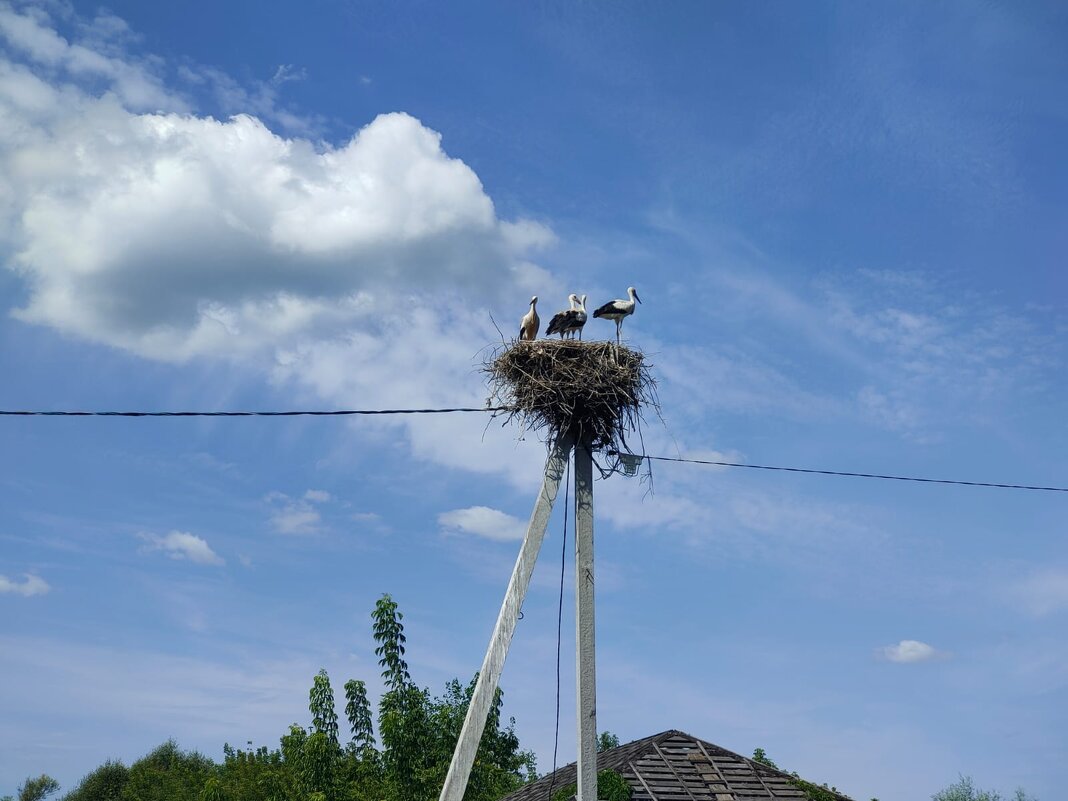 Аисты — удивительные птицы, которым многочисленные легенды приписывают удивительные качества. - Ирэн 