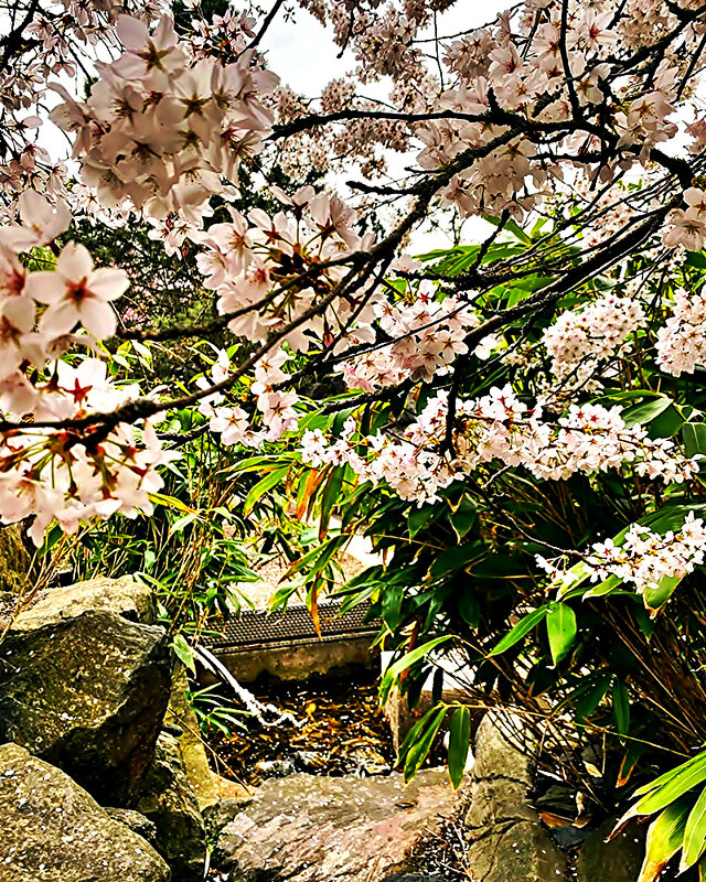 ЦВЕТЕНИЕ   ВИШНИ - Анатолий Малобродский