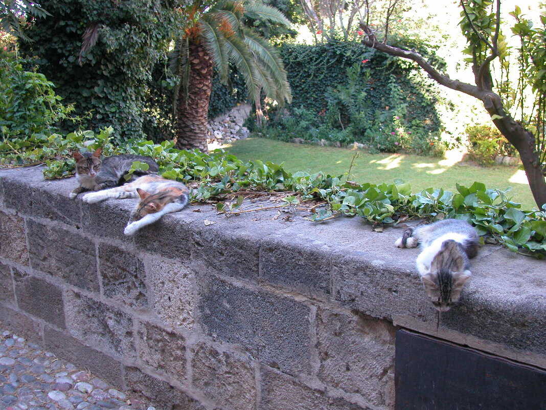 Сиеста в три хвоста - Серж Show