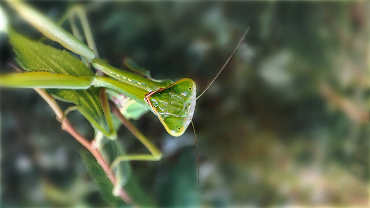 Ку-ку......не ждали..? - AZ east3 Ку-ку......не ждали..? - AZ east3