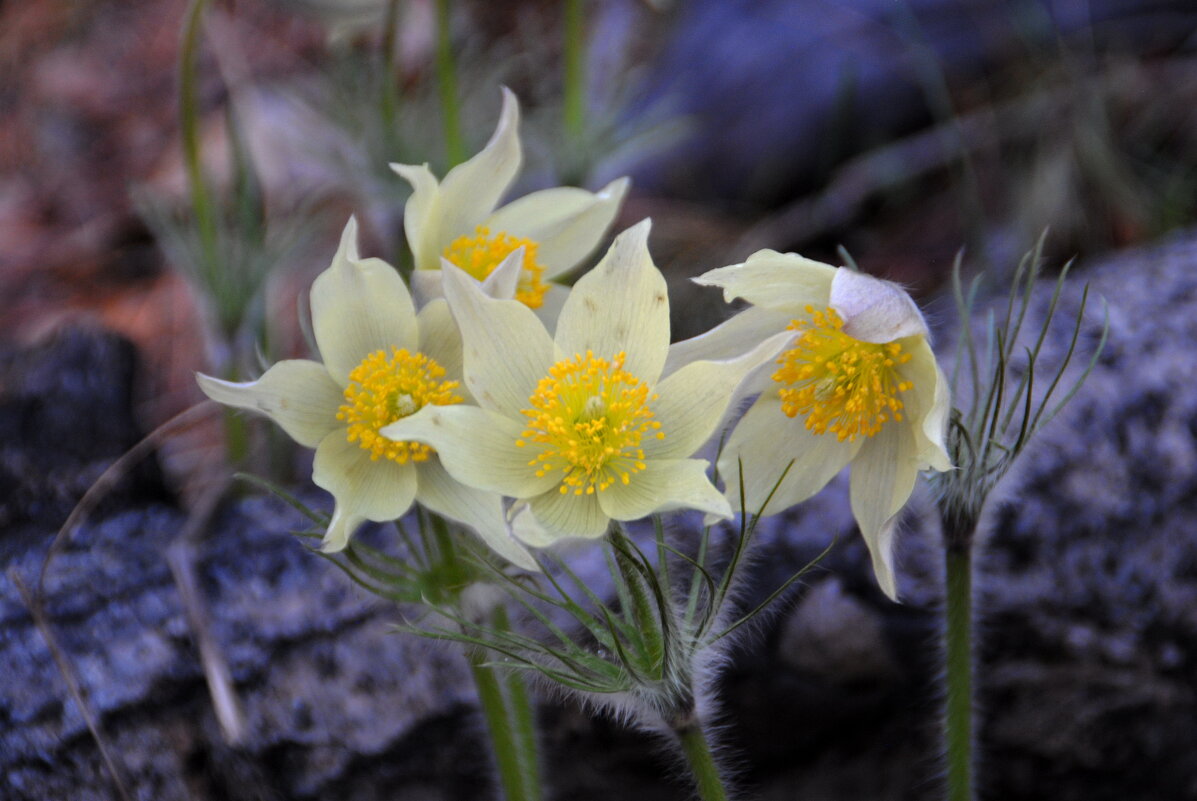сон-трава - lyudmila Курлова сон-трава - lyudmila Курлова