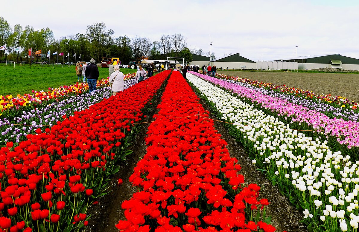 Королевство цветов(серия) - Владимир Манкер Королевство цветов(серия) - Владимир Манкер