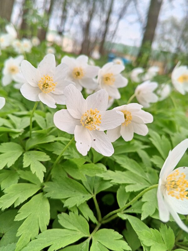Ветреница - Сапсан 