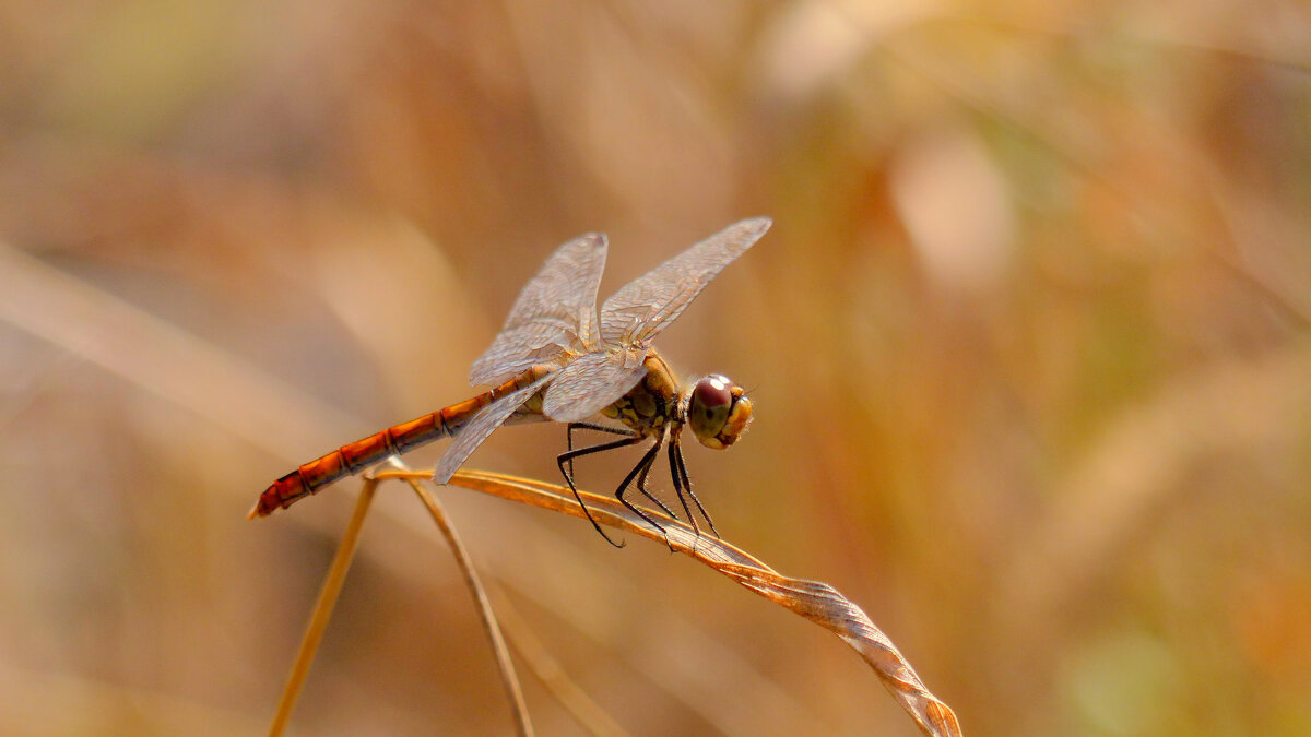 немного про стрекоз 6 - Александр Прокудин
