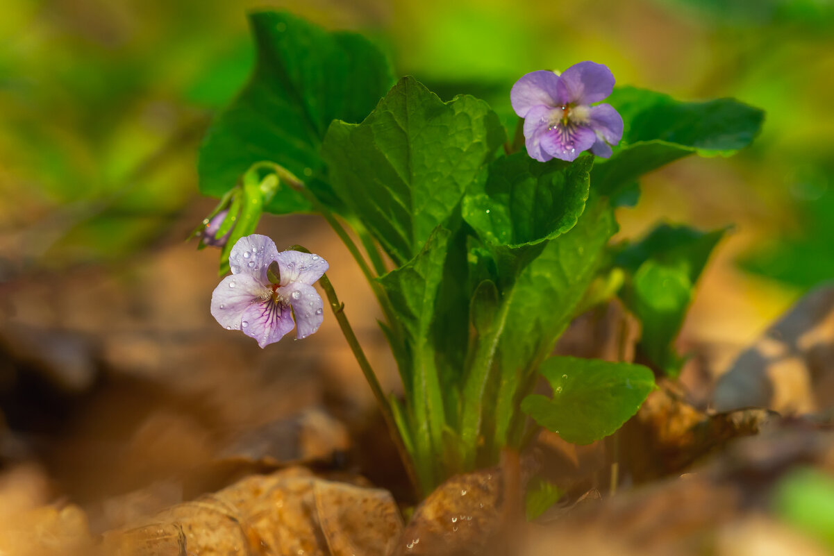 **** - Виталий Емельянов
