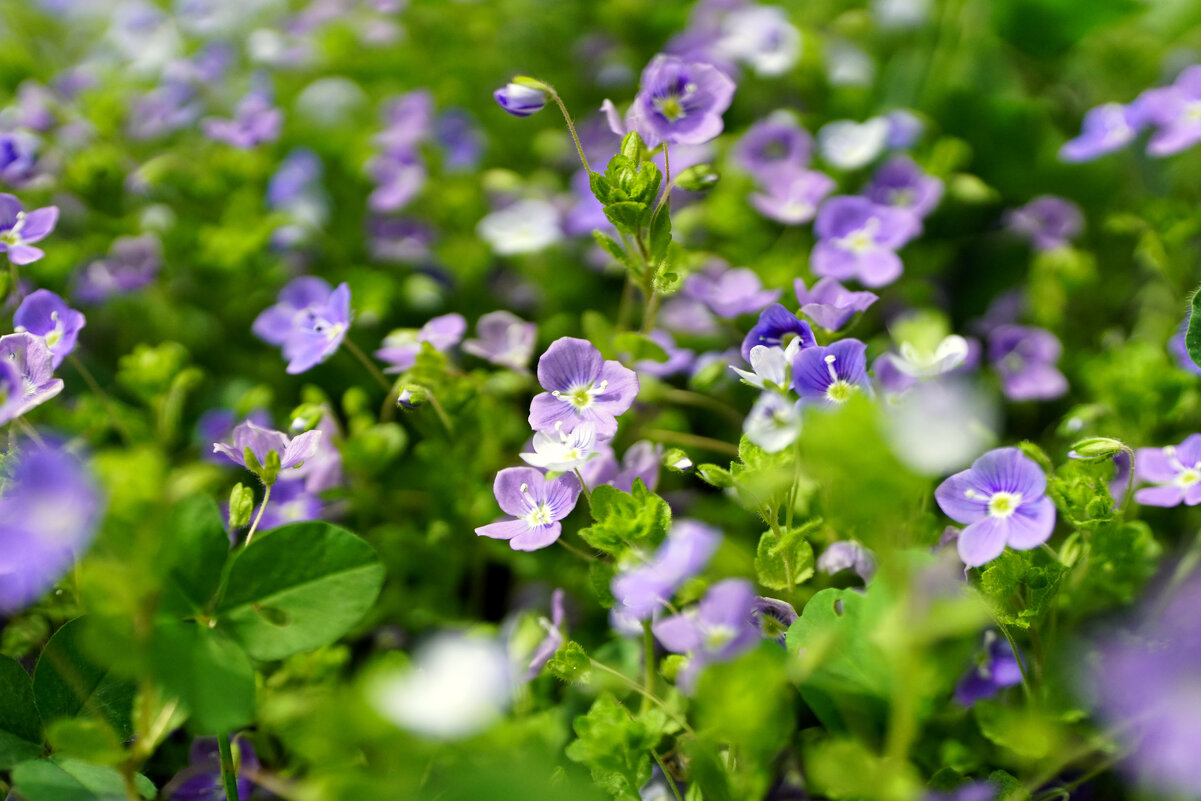 *** - Иван Литвинов