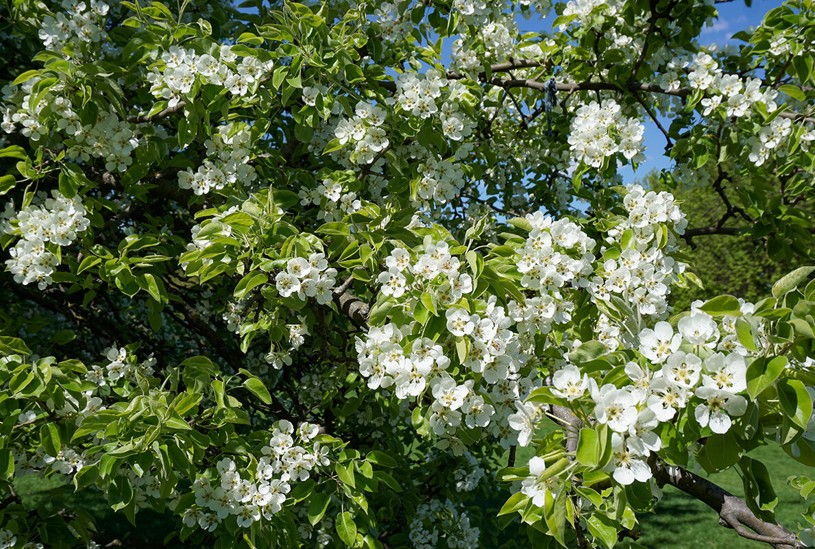 Казанский яблоневый сад в Коломенском - Ольга 