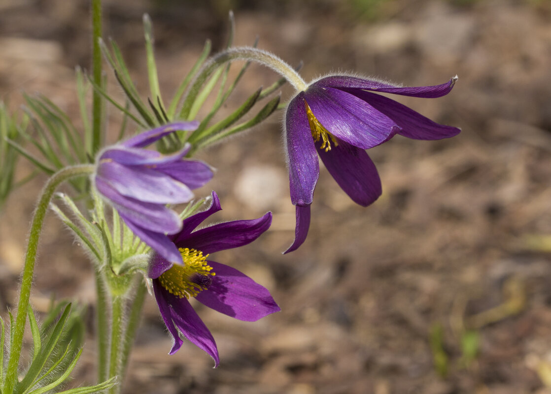 Сон трава - Светлана Тихонина Сон трава - Светлана Тихонина