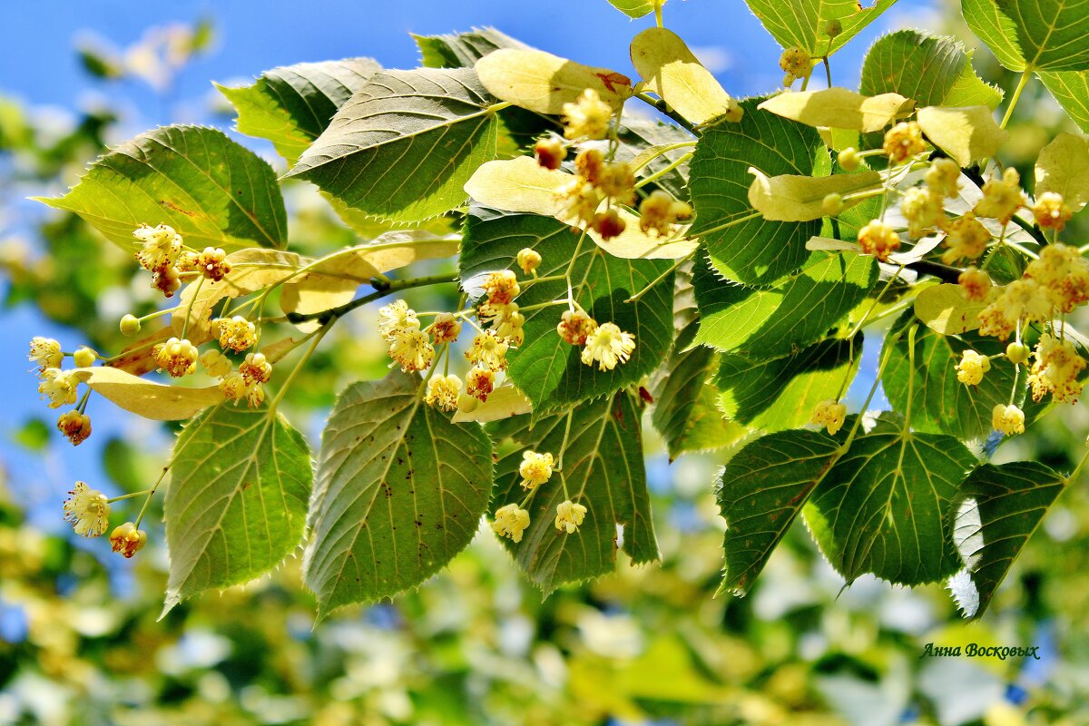 Липушка цветёт. - Восковых Анна Васильевна Липушка цветёт. - Восковых Анна Васильевна
