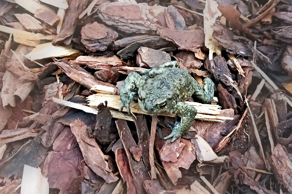 Дачная гостья - Veera V