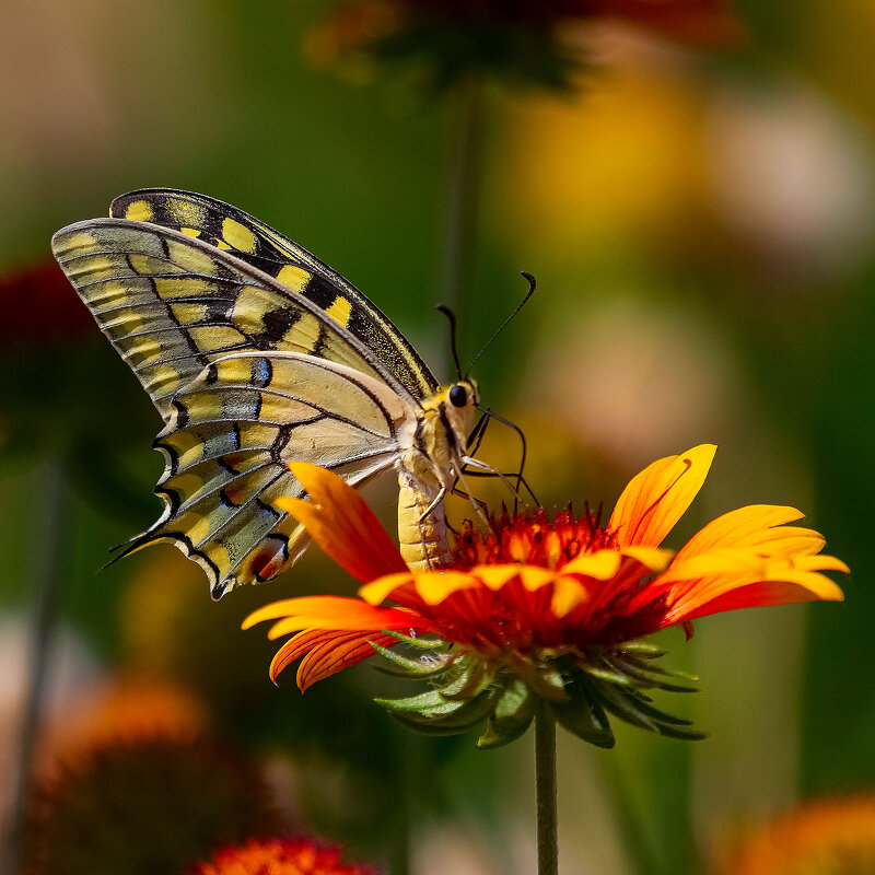 Махаон - Евгений Голубев