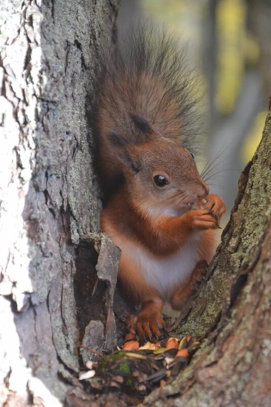 Ловко устроилась - Надежда 