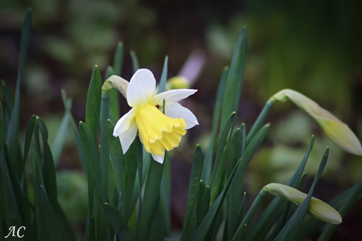Нарцисс - Любовь Сахарова
