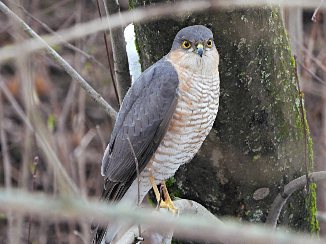 Ястреб-перепелятник - Лина Ястреб-перепелятник - Лина
