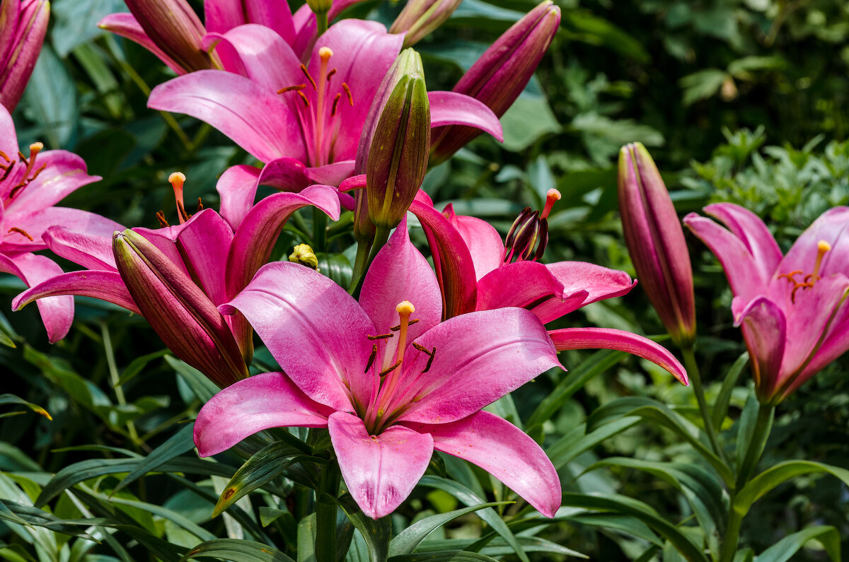 *** - Виктор Иванович Чернюк