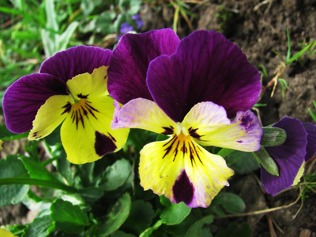 Засмущались - Людмила Смородинская