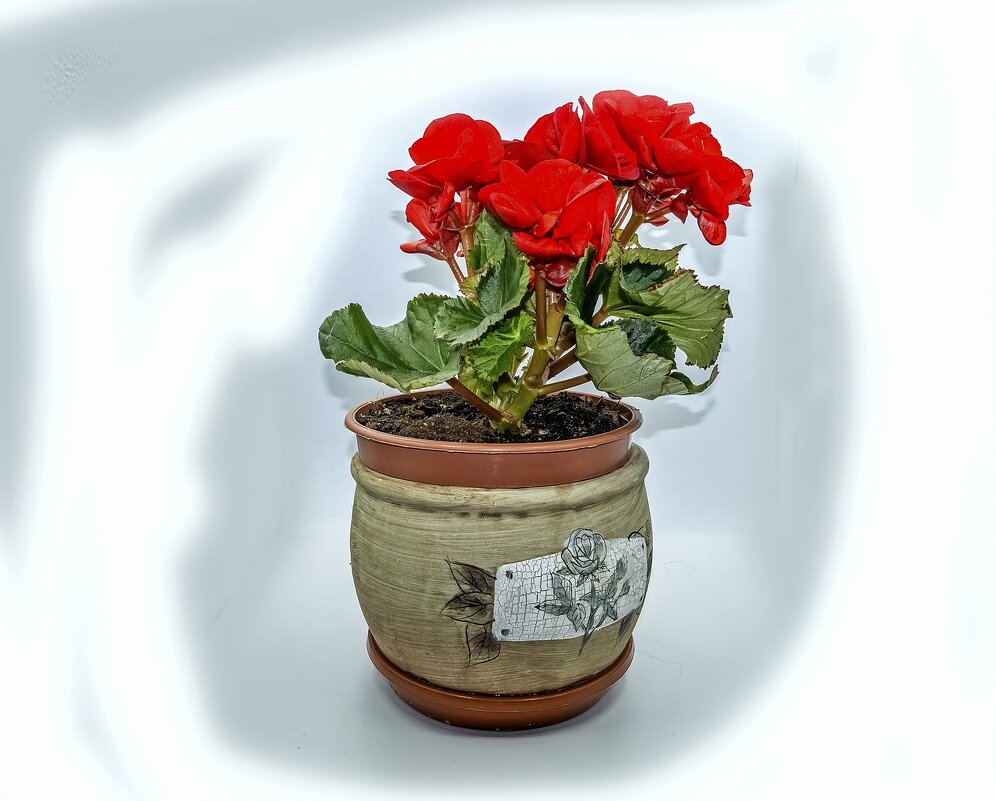 Вечноцветущая - Валерий Иванович